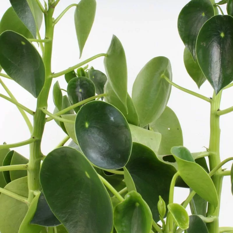 Foto 4 Peperomia Cucharita XL - Planta de interior en macetero