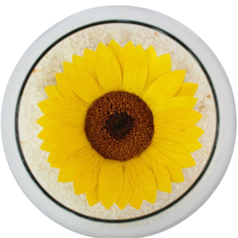 Flores a domicilio - Girasol Natural Preservado Flores a domicilio - Girasol Natural Preservado