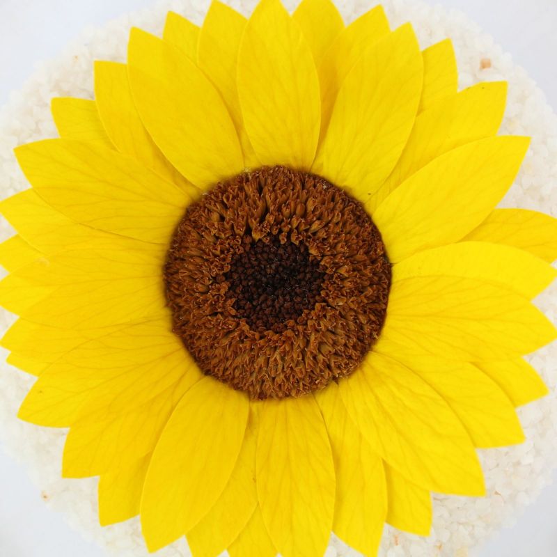 Foto 4 Girasol Natural Preservado - Flores a domicilio Foto 4 Girasol Natural Preservado - Flores a domicilio