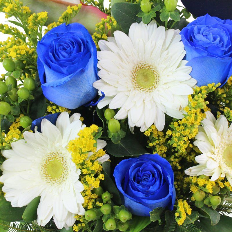 Foto 5 Bienvenida Mágica Rosas Azul - Flores a domicilio Foto 5 Bienvenida Mágica Rosas Azul - Flores a domicilio