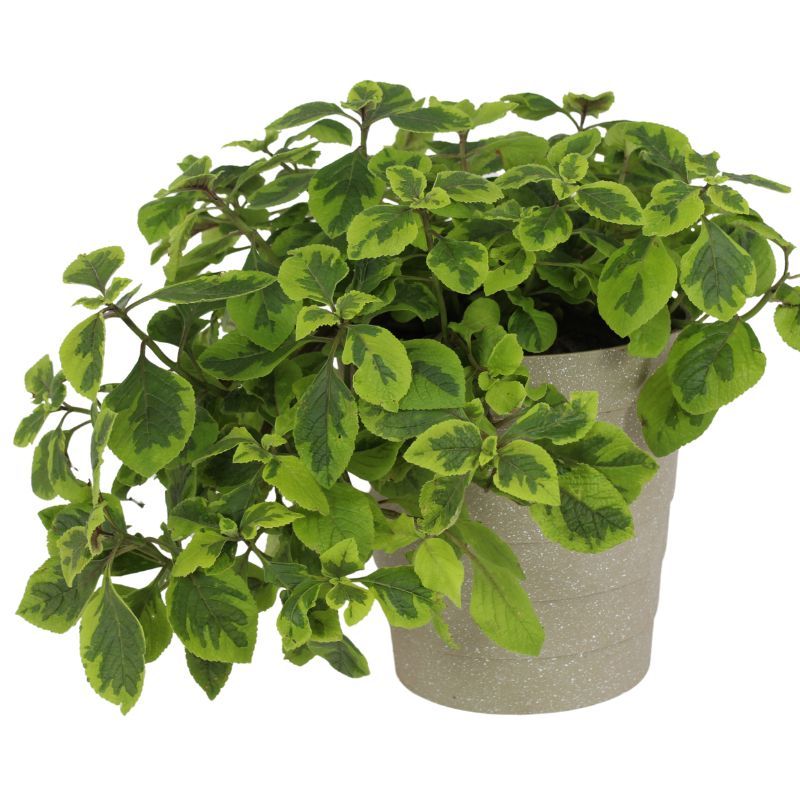 Dolar Variegado S - planta de interior en macetero Dolar Variegado S - planta de interior en macetero