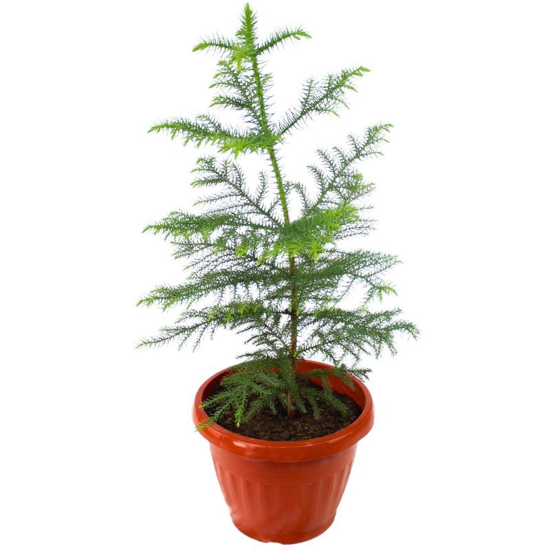 Flores a domicilio - Araucaria Excelsa S Flores a domicilio - Araucaria Excelsa S