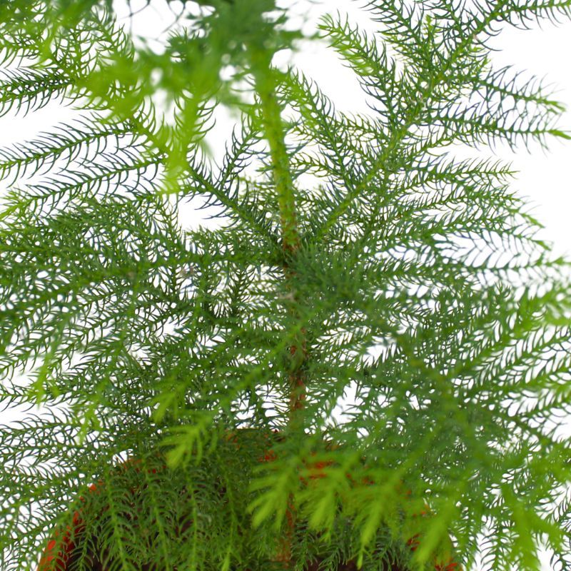 Foto 4 Araucaria Excelsa S - Flores a domicilio Foto 4 Araucaria Excelsa S - Flores a domicilio