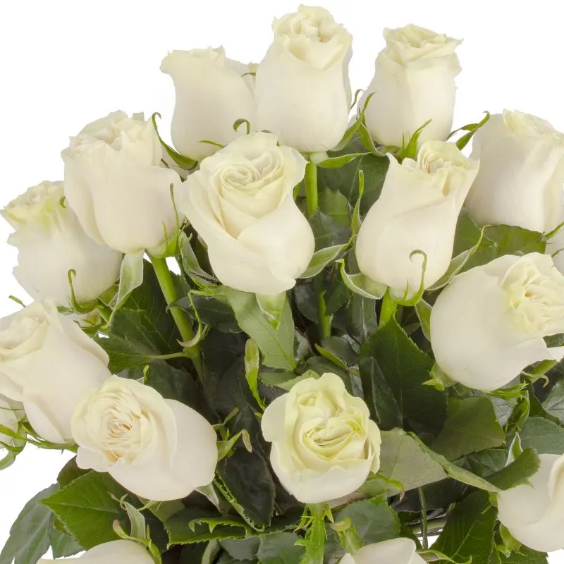 Foto 5 Amparo - florero ánfora con 24 rosas blancas
