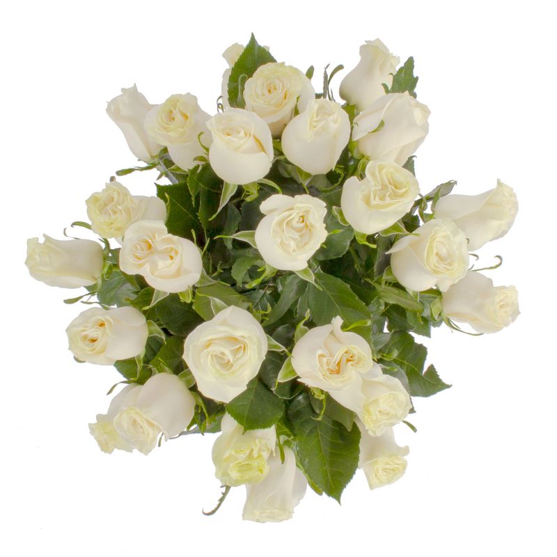 Foto 4 Amparo en Ánfora 24 rosas - Flores a domicilio Foto 4 Amparo en Ánfora 24 rosas - Flores a domicilio