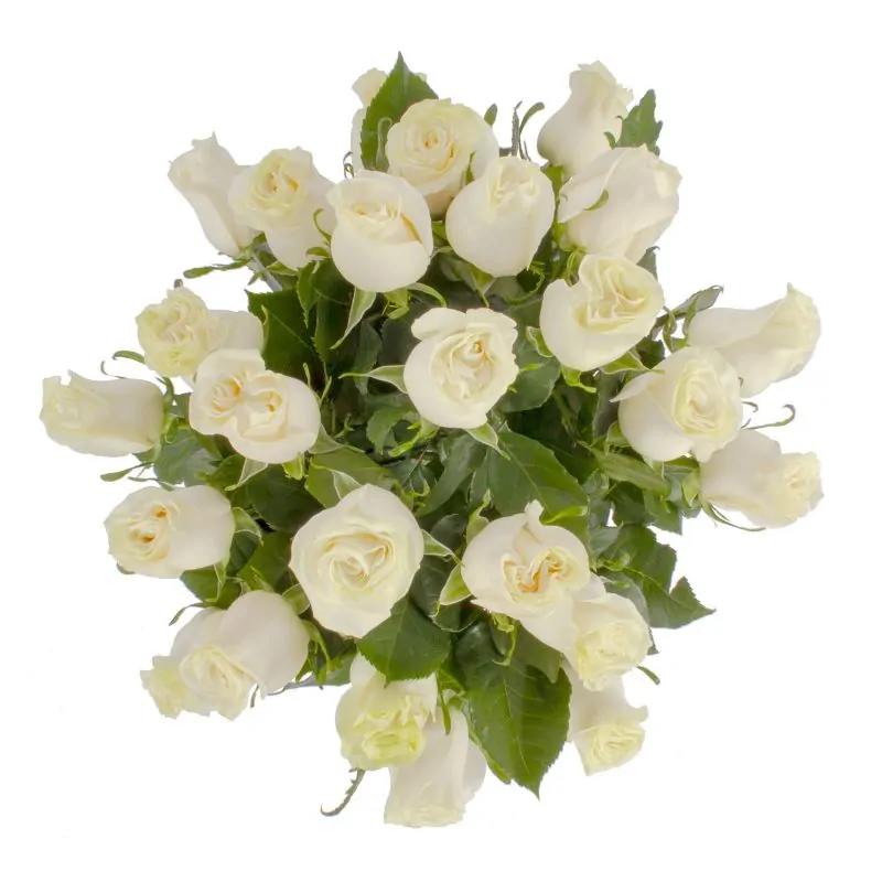 Foto 4 Amparo - florero ánfora con 24 rosas blancas