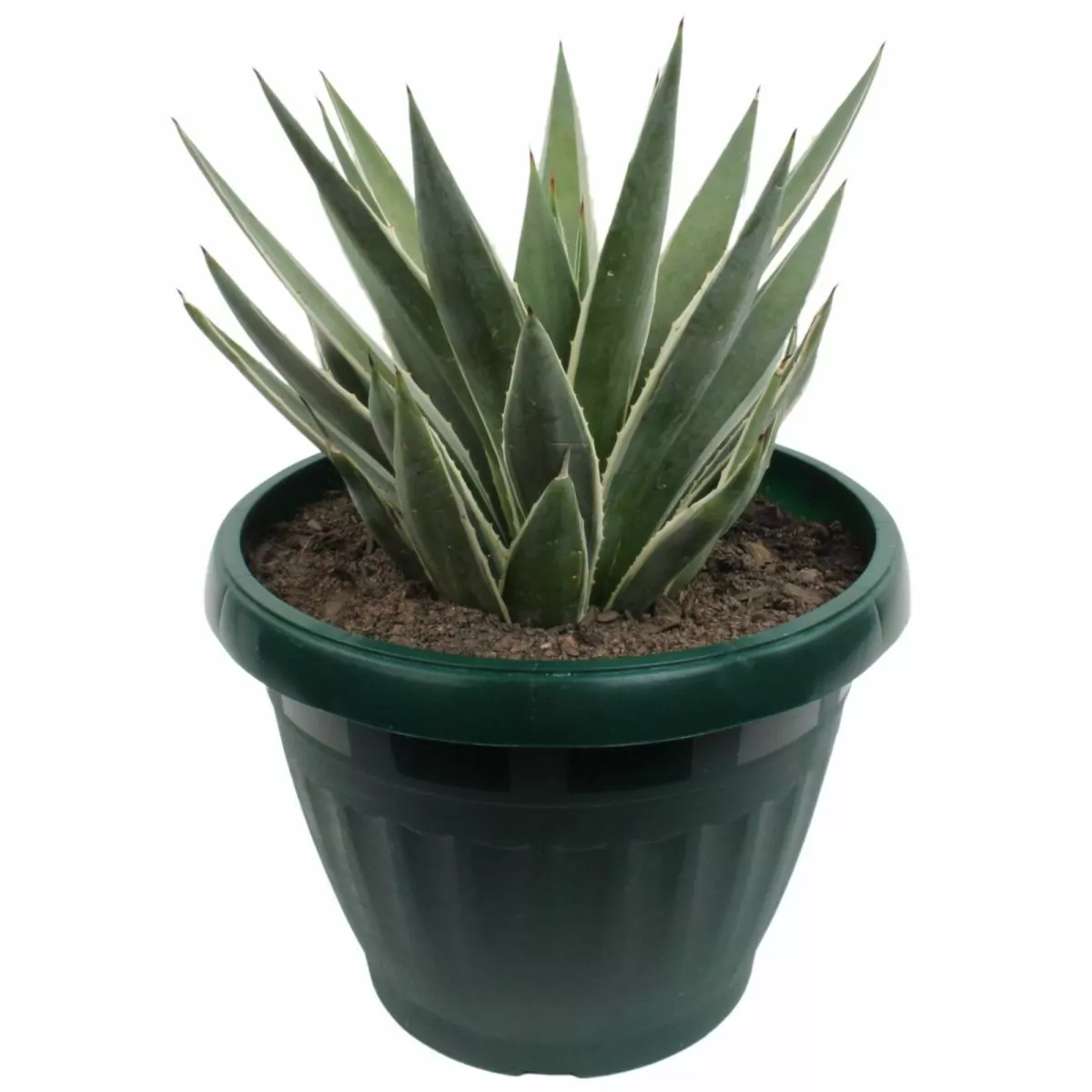 Foto principal Agave Angustifolia S - Suculenta de exterior en macetero