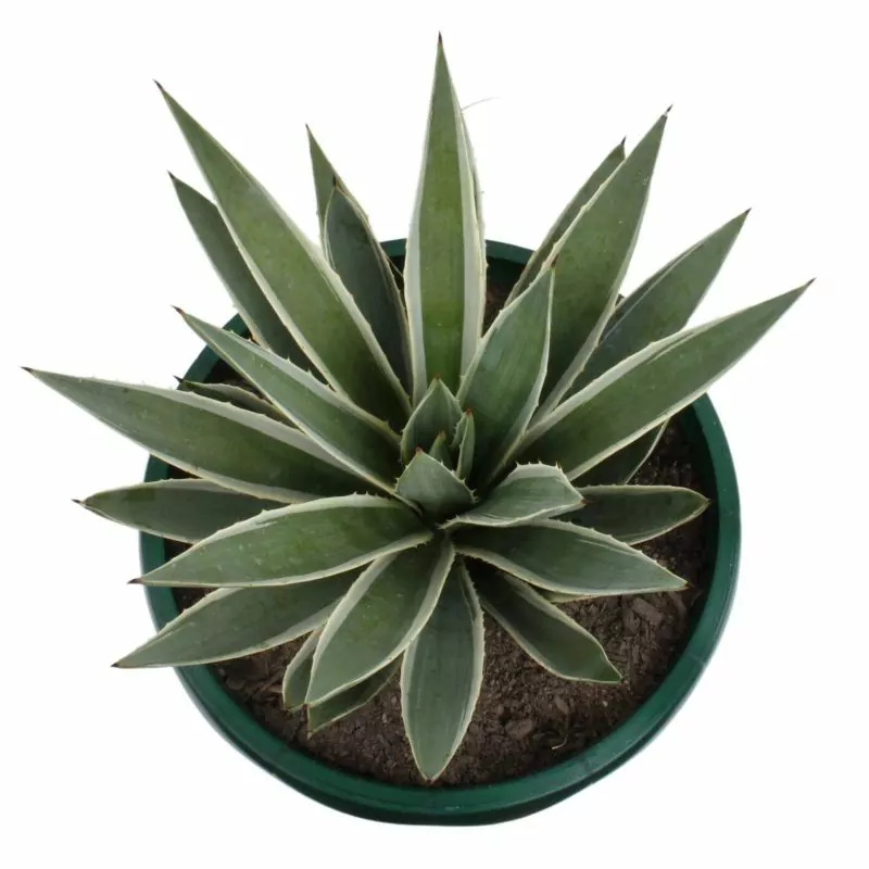 Foto 3 Agave Angustifolia S - Suculenta de exterior en macetero