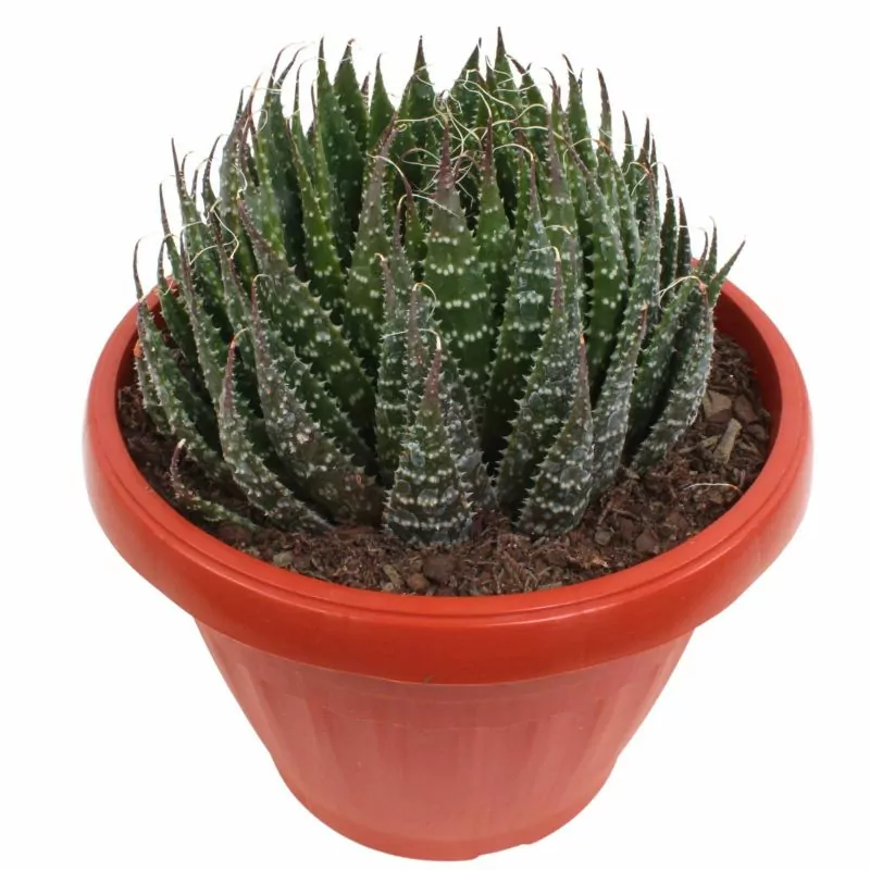 Foto 4 Aloe Aristata S - Suculenta de interior o exterior en macetero