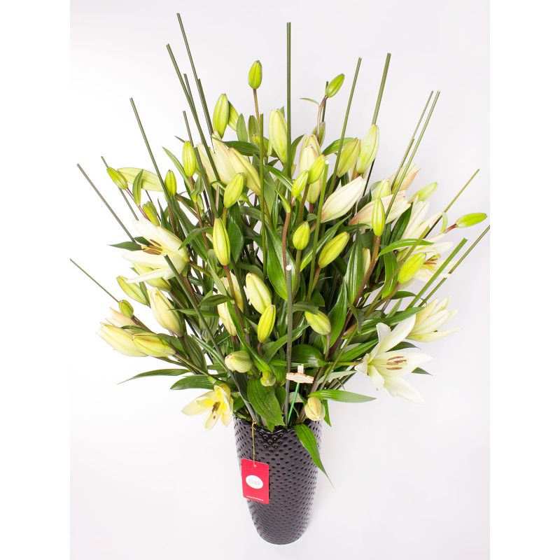 Foto 4 Jardín de Lilium Blanco - Flores a domicilio Foto 4 Jardín de Lilium Blanco - Flores a domicilio