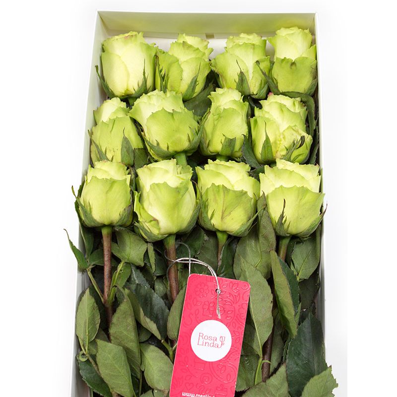Caja con 12 rosas color verde limón, Florería Rosalinda
