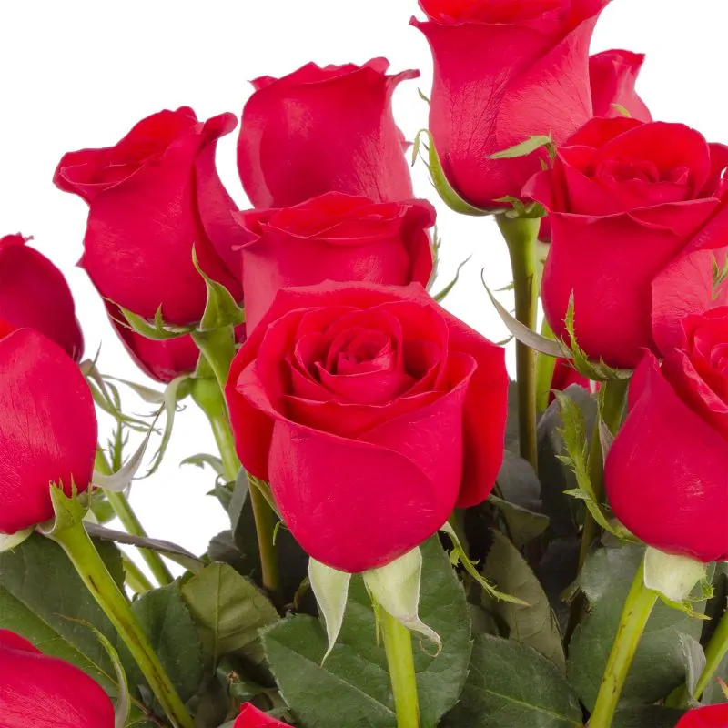 Foto 5 Amparo - florero ánfora con 24 rosas rojas