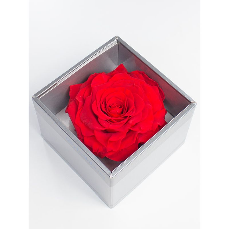Foto 4 Rosa Natural Preservada Roja - Flores a domicilio Foto 4 Rosa Natural Preservada Roja - Flores a domicilio