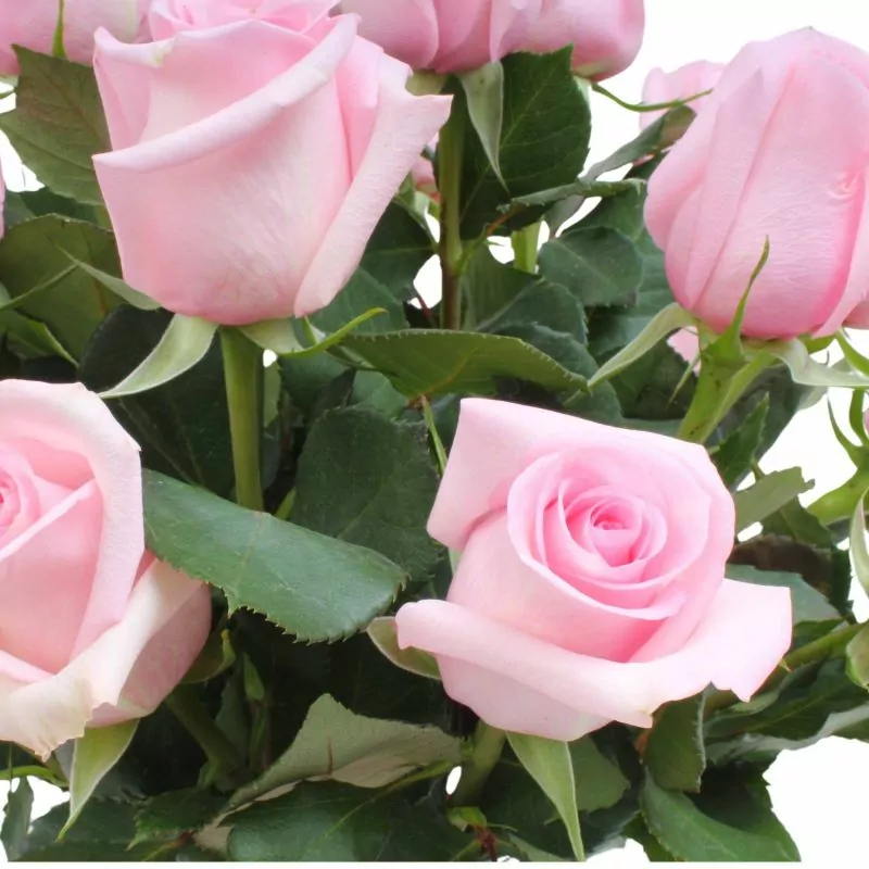 Foto 3 Amparo - florero ánfora con 24 rosas color rosado
