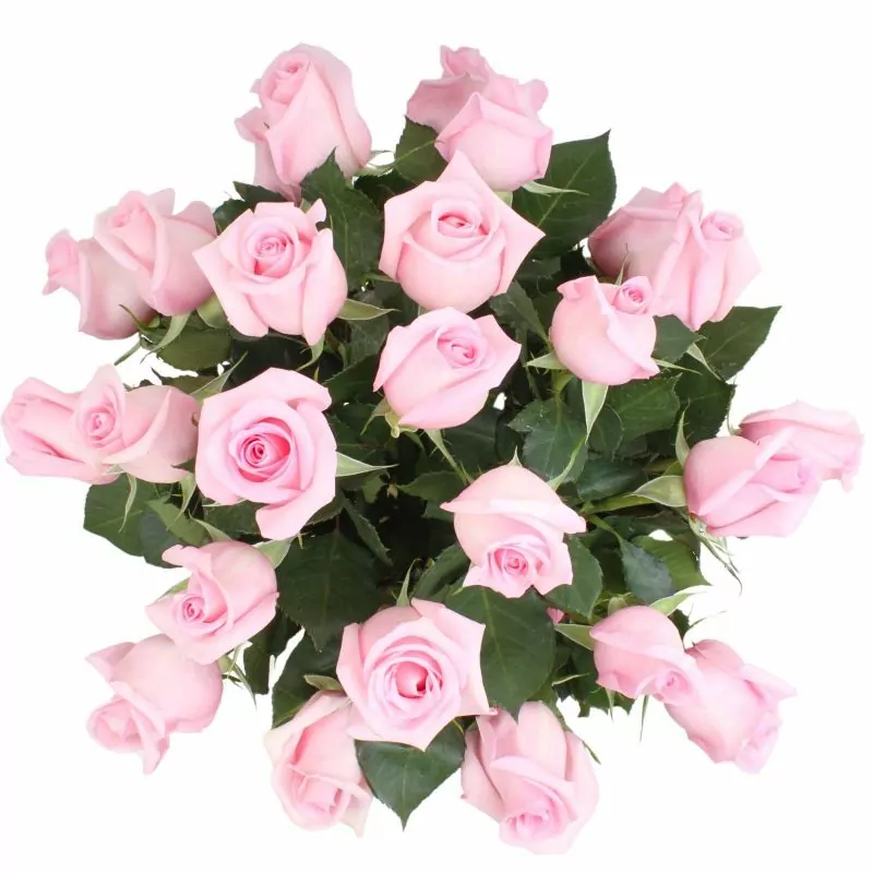 Foto 5 Amparo - florero ánfora con 24 rosas color rosado