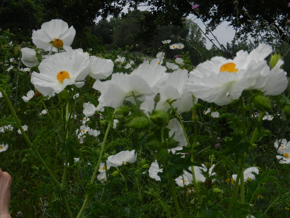 Debbie Babic in SD2 is calming us with this lovely wildflower bloom image taken at Washington on the Brazos.