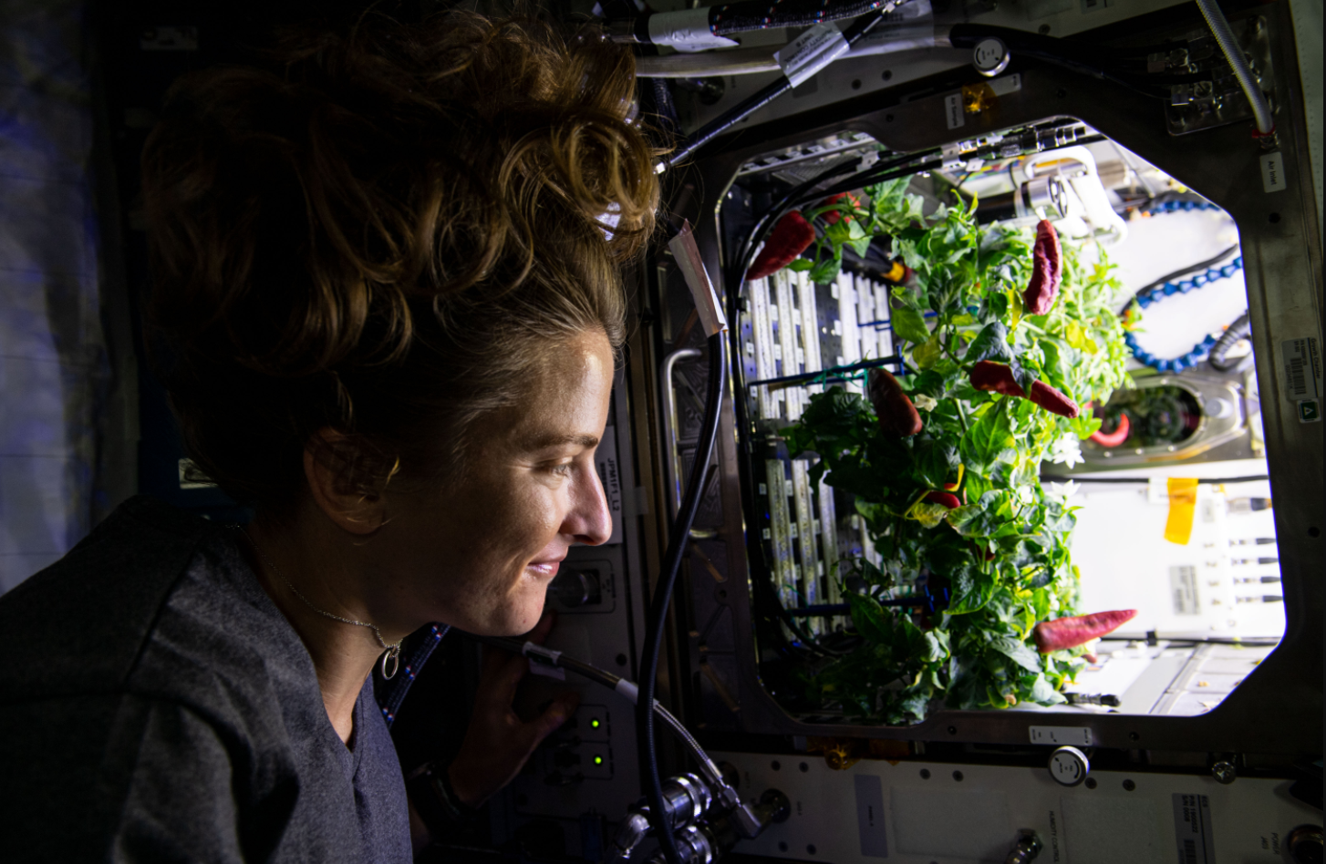 Astronaut Kayla Barron observes the Hatch Chile harvest aboard the space station. Credits: NASA