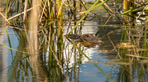 Don’t hibernate—celebrate! Green ways to enjoy the holiday season 