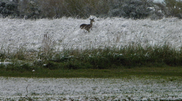 Dreaming of a white(-tailed deer) Christmas