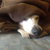 This is Eileen Nicholas/SA's colleague Mattie, under the blanket like a typical Dachshund. 