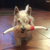 Fur baby belonging to Richard Golick/Boeing. Westie Sasha SnowPaws does laps around the house with his long horns!