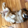 Jam begs for a belly rub from Holly Smith/SF.