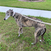 Michelle Nowling in CO thinks Maeve, the sweetest Greyhound, is the world's cutest co-worker. 