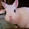 Hodor makes the case that bunnies make excellent co-workers. Just ask Ashton Archer/ES3.