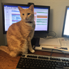 Nala is a pro at muting her mom Stacey Welch/AD during meetings by napping on the computer microphone. Nala's brothers Melo and Kei prefer playing outside to furthering NASA's missions.