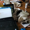 Fuzzy, a tabby Maine Coon, finds work overrated. (Mother is Alexs McCauley-Slack/XE)