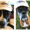 Boxers Esther and Samson, fur babies of Anita Dorio/EP6, commemorate the 50th anniversary of Apollo with the rest of us. 