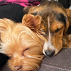 Co-workers of Heather Thomas/IA, Teddy and Charlie, snooze on the job.