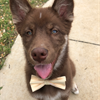 Rocket is the handsome pup of Jorge Santana in FOD, a Siberian Husky about 4 months old. 