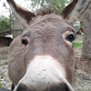 Gracie is the miniature donkey of Cathy Garrett/OR. Mama reports that she is sweet as can be but curious beyond measure! 