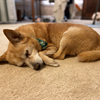 All work and no play makes Foxy a tired pup. (Owned by Sara Zwart/SA.)