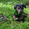 Roxy (small dog) and Lucy (big dog) on guard while Yolanda Bejarano/JA supports the center.