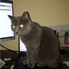 Misty doesn't find typing essential to telework. (Owned by Sarah Grant-Baudains/ISS IT.)