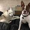 Becky Sewell/FOD on break with Nikko and Finn (Boston Terrier).