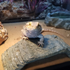 You wouldn't guess it, but this female Bearded Dragon, Rex, is a whiz at spreadsheets. (Owned by Amy Spenrath/CO.)