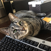 When your cat, Kaladin, doesn't think your typing is quite the thing. (Owned by Luke Miles/FOD.)