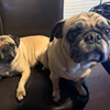 Pugs, much like potato chips, are better the more you have. Here are Samson and Delilah, owned by Mike Matheny/OP.