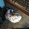 Work hard, sleep harder, amirite?! Margo Chaos James, a 12-week-old Dalmatian pup owned by Erica James/EX.