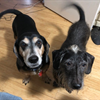 David Fretz/ER owns these cuties. Sherlock, left, can open doors with his nose, while Rocket likes to run really fast in the backyard. 