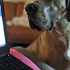 Avalon, the Great Dane, definitely thinks her parents' number-one job is to pet her while they are home. She doesn’t mind the occasional delicious treat either. (Owned by Drew and Katie Hood/EC.)