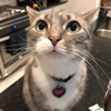 Luna, a 6-year-old dilute calico adopted from the League City Animal Shelter, wants to make sure Mama Rachael Copeland/OEOD offers ample opportunity for treats.