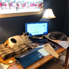 Bob DeVitis/Boeing won't suffer from loneliness at his workstation with Baby (the Calico) and Galadriel (gray and white) for company.