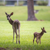 JSC Wildlife 2020 - NASA/James Blair