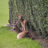 JSC Wildlife 2020 - NASA/James Blair