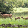 JSC Wildlife 2020 - NASA/James Blair