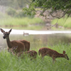 JSC Wildlife 2020 - NASA/James Blair